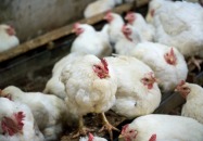 Środki ostrożności związane z występowaniem wysoce zjadliwej grypy ptaków