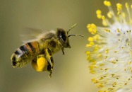 Komunikat ws. bezpieczeństwa pszczół