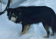 POSZUKIWANY WŁAŚCICIEL PSA