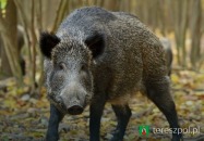Odstrzał sanitarny dzików na terenie powiatu biłgorajskiego 