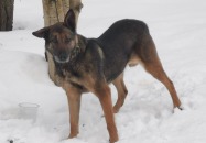 Poszukiwany jest właściciel psa błąkającego się w miejscowości Lipowiec