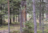 Kilka zachowanych drzew z okresu pozyskiwania żywicy z pni sosny